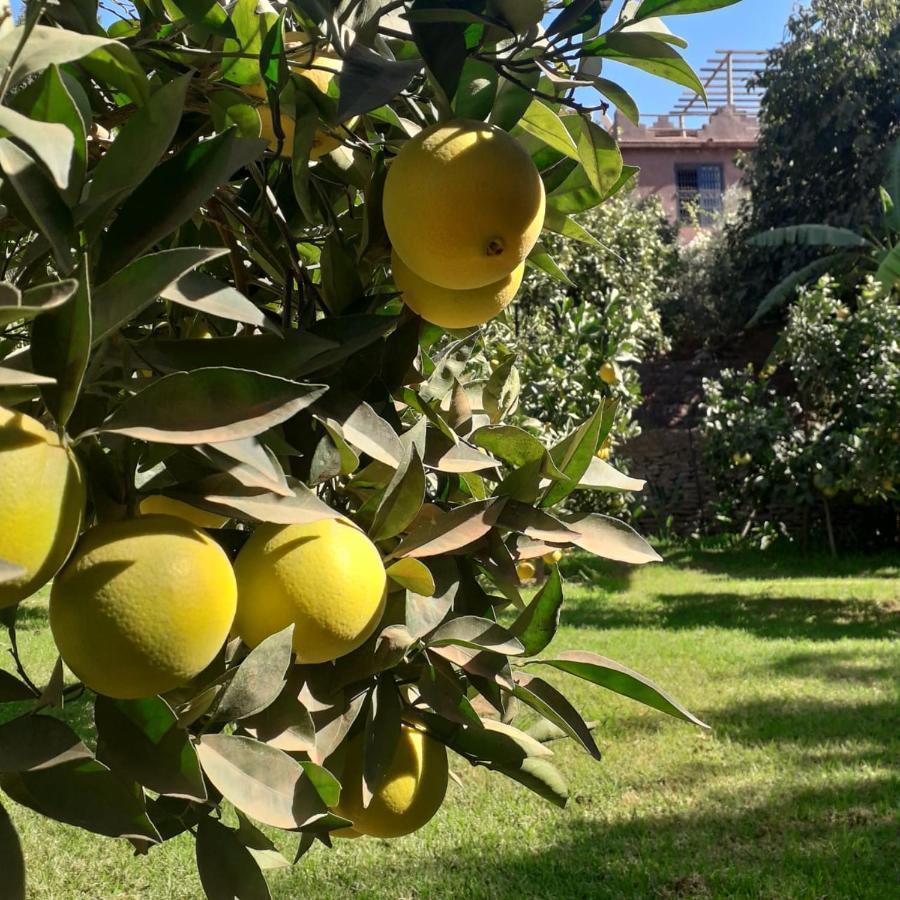 Ourika Timalizene Le Jardin Des Delices Tamezindert Exterior foto